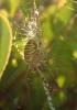 Argiope bruennichi
